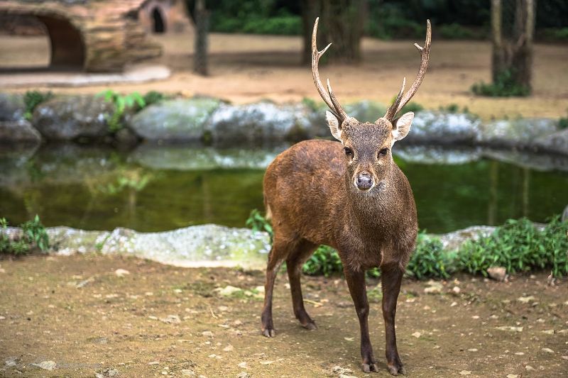 Rusa Bawean