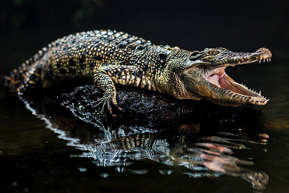 Buaya Muara