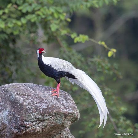 Ayam Pegar Perak