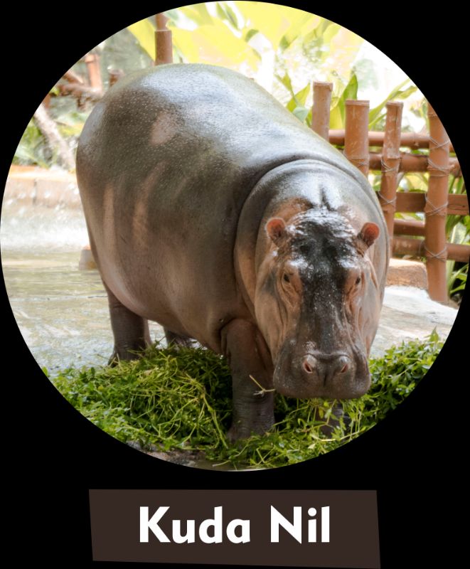 Kuda Nil