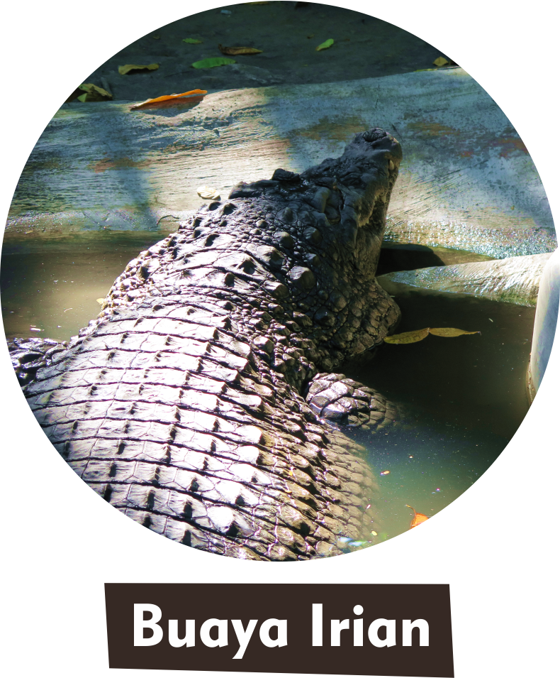 Buaya Irian