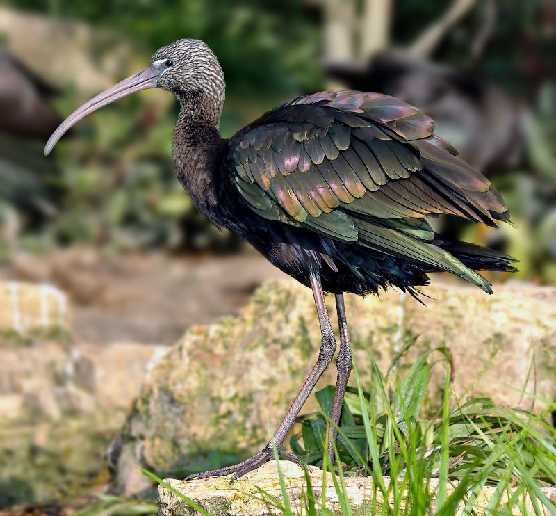 Ibis Roko-Roko
