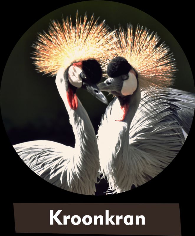 Kroonkran