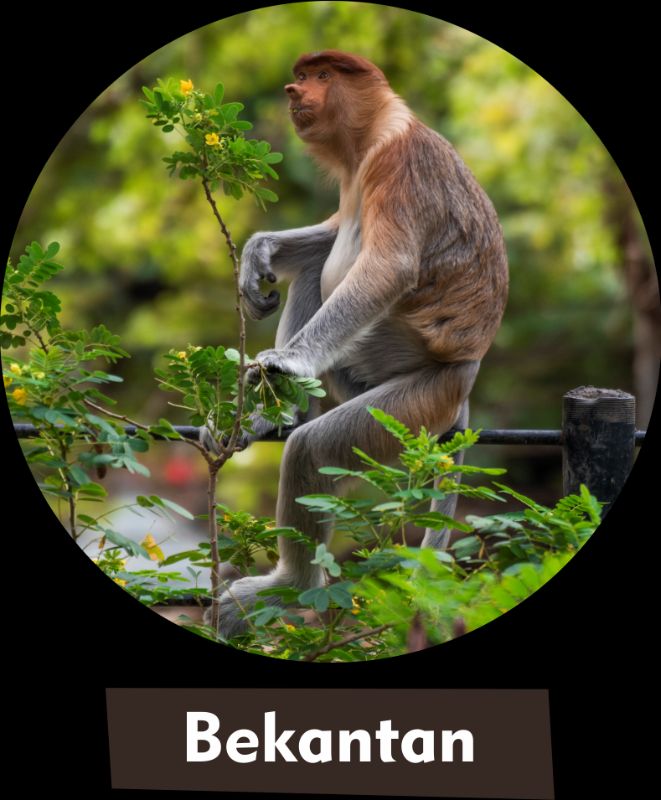 Bekantan