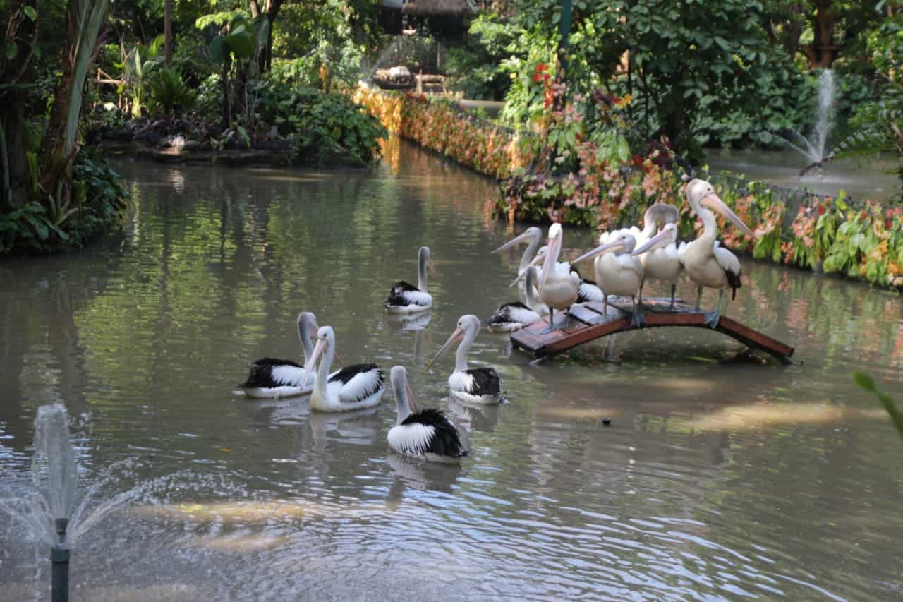 Pelican